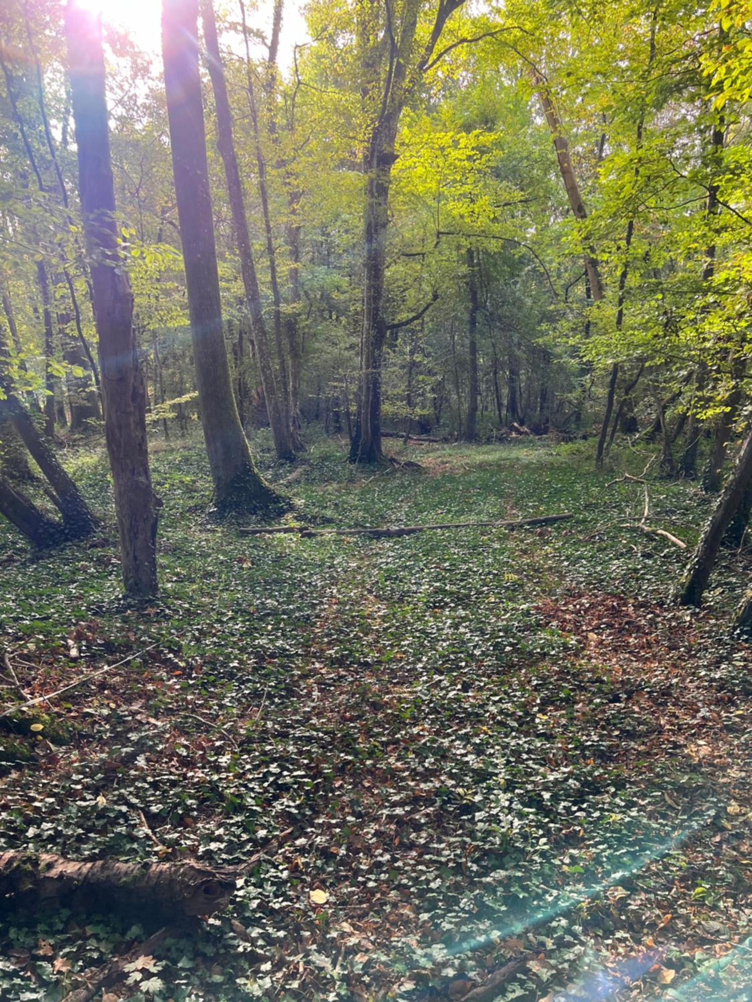 La Donaclaudre - Hebergement De Groupe En Pleine Nature, Ideal Pour Tous Vos Sejours ! 63 Couchages - 2 Grandes Salles - Salle De Jeux - Cuisine Professionnelle - Accessible Facilement - Localisation Attractive -Proche Paris & Disney Saint-Augustin  Extérieur photo